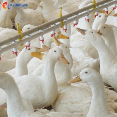 廠家直銷 QZH 高端養(yǎng)殖平養(yǎng) 乳頭飲水線 鴨子 畜牧養(yǎng)殖設(shè)備