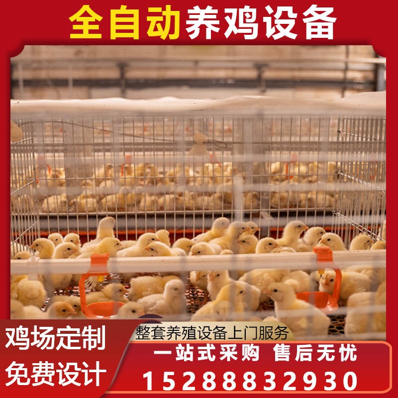 肉蛋雞籠公雞籠 育雛籠養(yǎng)雞 籠具蛋雞養(yǎng)殖設(shè)備 雞舍自動(dòng)化設(shè)備