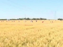 陜西：智能平臺助力夏收 實現(xiàn)農(nóng)機資源共享
