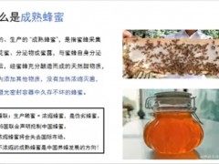 強(qiáng)群多箱體飼養(yǎng)技術(shù)